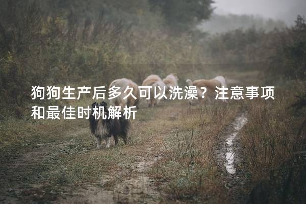 狗狗生产后多久可以洗澡？注意事项和最佳时机解析