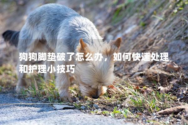 狗狗脚垫破了怎么办，如何快速处理和护理小技巧