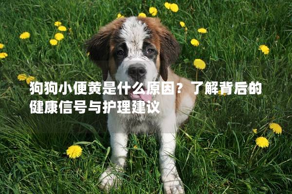 狗狗小便黄是什么原因？了解背后的健康信号与护理建议
