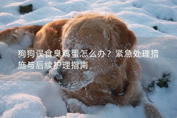 狗狗误食臭鸡蛋怎么办？紧急处理措施与后续护理指南