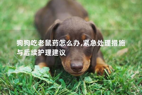 狗狗吃老鼠药怎么办,紧急处理措施与后续护理建议