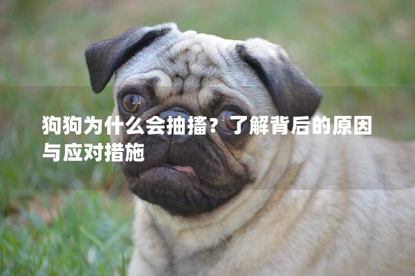 狗狗为什么会抽搐？了解背后的原因与应对措施