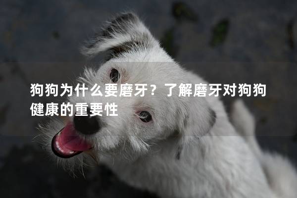 狗狗为什么要磨牙？了解磨牙对狗狗健康的重要性
