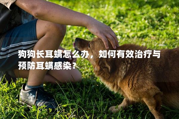 狗狗长耳螨怎么办，如何有效治疗与预防耳螨感染？
