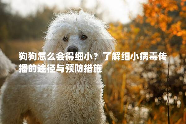 狗狗怎么会得细小？了解细小病毒传播的途径与预防措施