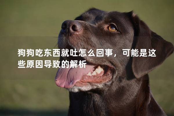 狗狗吃东西就吐怎么回事，可能是这些原因导致的解析