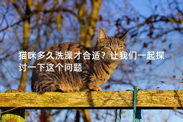 猫咪多久洗澡才合适？让我们一起探讨一下这个问题