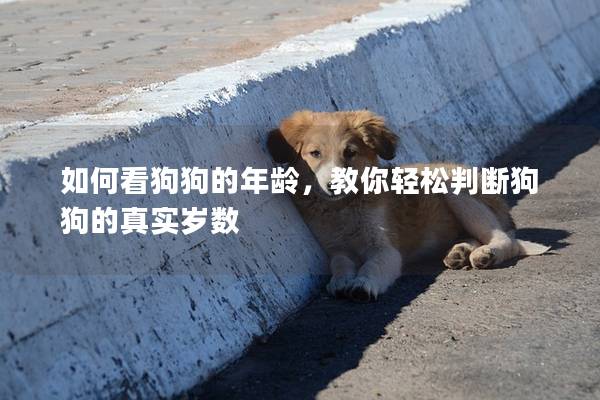 如何看狗狗的年龄，教你轻松判断狗狗的真实岁数
