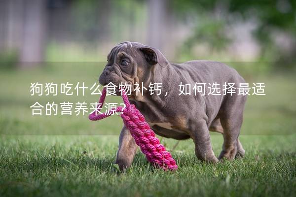 狗狗吃什么食物补钙，如何选择最适合的营养来源？