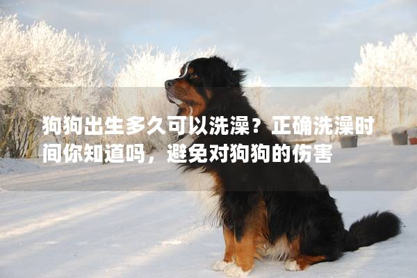 狗狗出生多久可以洗澡？正确洗澡时间你知道吗，避免对狗狗的伤害