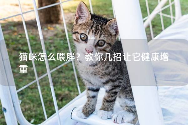 猫咪怎么喂胖？教你几招让它健康增重