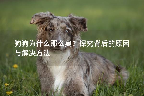 狗狗为什么那么臭？探究背后的原因与解决方法