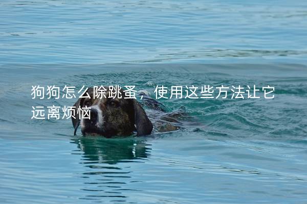 狗狗怎么除跳蚤，使用这些方法让它远离烦恼
