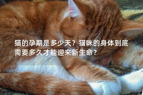 猫的孕期是多少天？猫咪的身体到底需要多久才能迎来新生命？