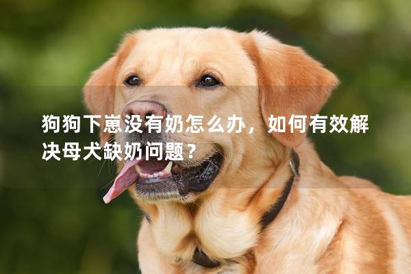 狗狗下崽没有奶怎么办，如何有效解决母犬缺奶问题？