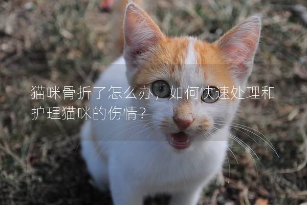 猫咪骨折了怎么办，如何快速处理和护理猫咪的伤情？