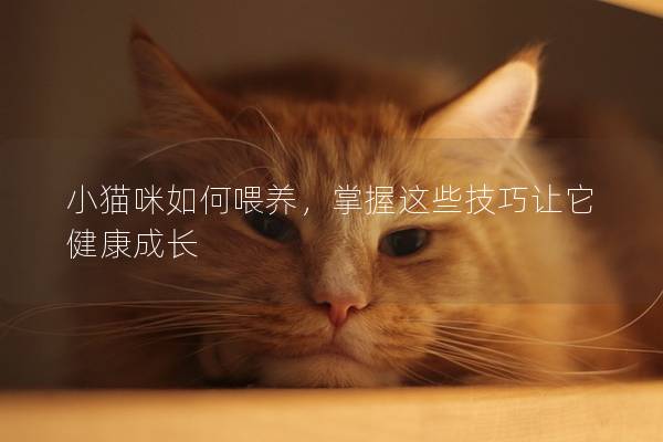 小猫咪如何喂养，掌握这些技巧让它健康成长