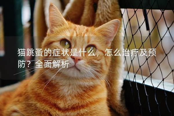 猫跳蚤的症状是什么，怎么治疗及预防？全面解析