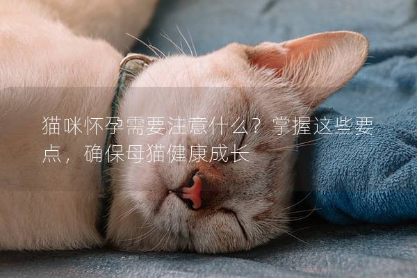 猫咪怀孕需要注意什么？掌握这些要点，确保母猫健康成长