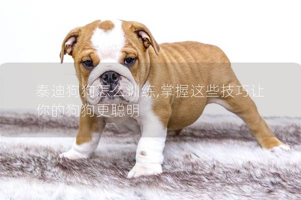 泰迪狗狗怎么训练,掌握这些技巧让你的狗狗更聪明