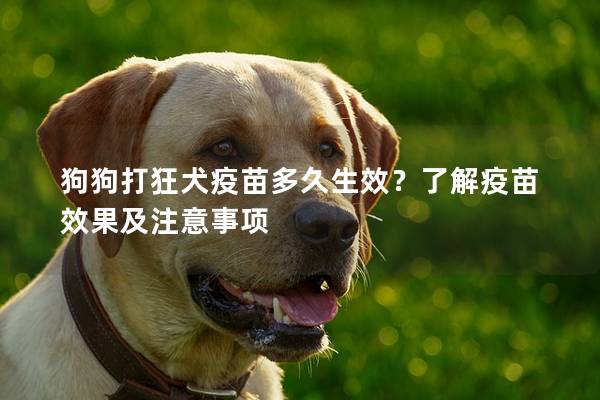 狗狗打狂犬疫苗多久生效？了解疫苗效果及注意事项