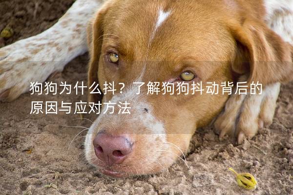 狗狗为什么抖？了解狗狗抖动背后的原因与应对方法