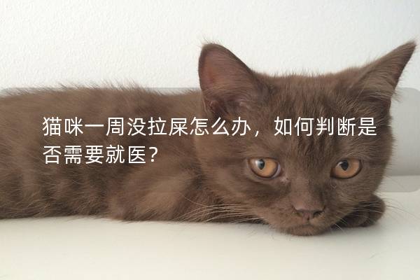 猫咪一周没拉屎怎么办，如何判断是否需要就医？