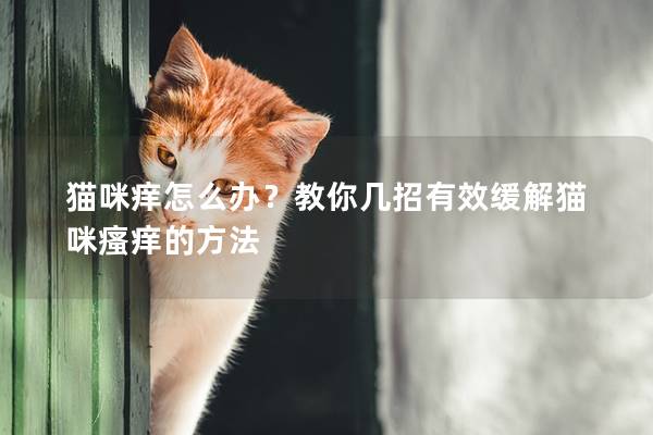 猫咪痒怎么办？教你几招有效缓解猫咪瘙痒的方法