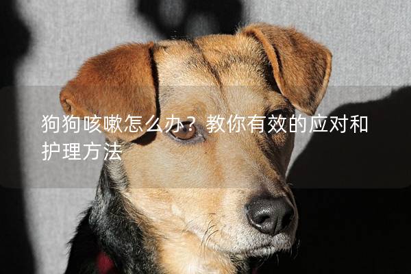 狗狗咳嗽怎么办？教你有效的应对和护理方法