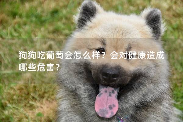 狗狗吃葡萄会怎么样？会对健康造成哪些危害？