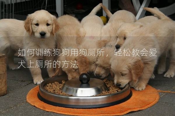 如何训练狗狗用狗厕所，轻松教会爱犬上厕所的方法