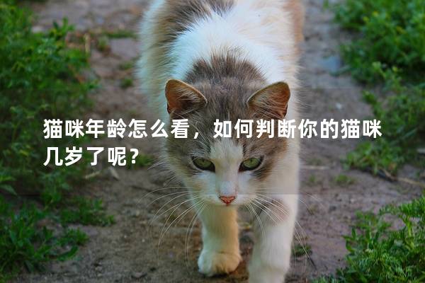 猫咪年龄怎么看，如何判断你的猫咪几岁了呢？
