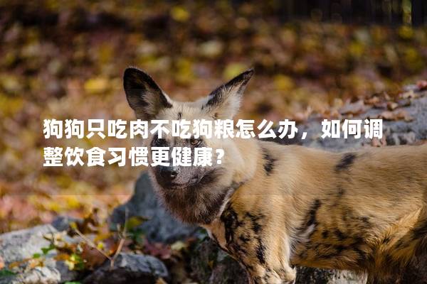 狗狗只吃肉不吃狗粮怎么办，如何调整饮食习惯更健康？