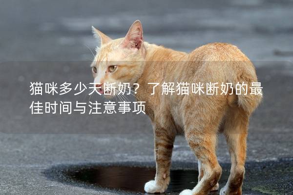 猫咪多少天断奶？了解猫咪断奶的最佳时间与注意事项