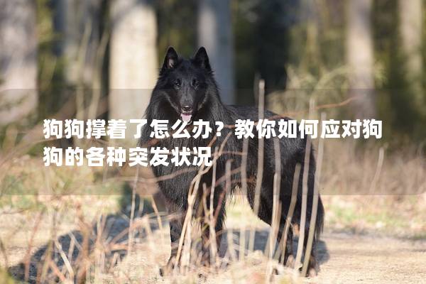 狗狗撑着了怎么办？教你如何应对狗狗的各种突发状况