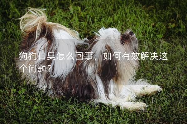 狗狗口臭怎么回事，如何有效解决这个问题？