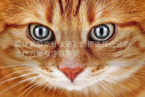 猫咪黄疸吃什么药？如何选择合适的治疗方案与注意事项