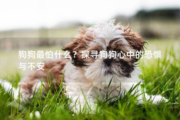 狗狗最怕什么？探寻狗狗心中的恐惧与不安