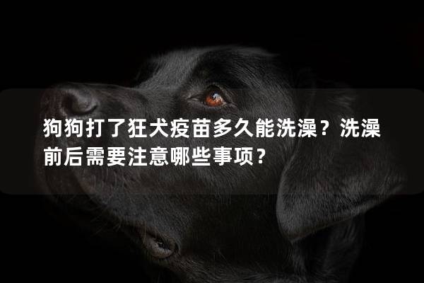 狗狗打了狂犬疫苗多久能洗澡？洗澡前后需要注意哪些事项？