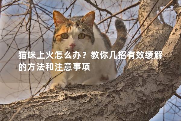 猫咪上火怎么办？教你几招有效缓解的方法和注意事项