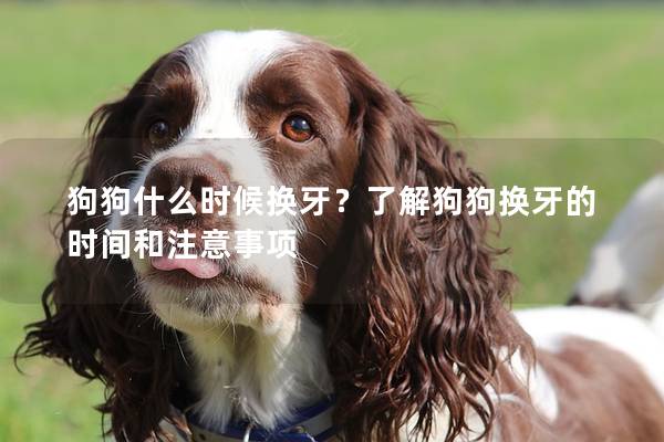 狗狗什么时候换牙？了解狗狗换牙的时间和注意事项