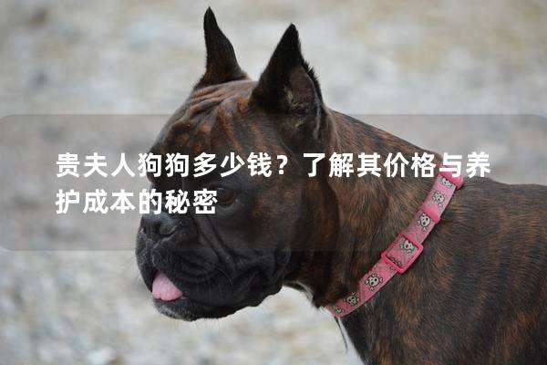 贵夫人狗狗多少钱？了解其价格与养护成本的秘密