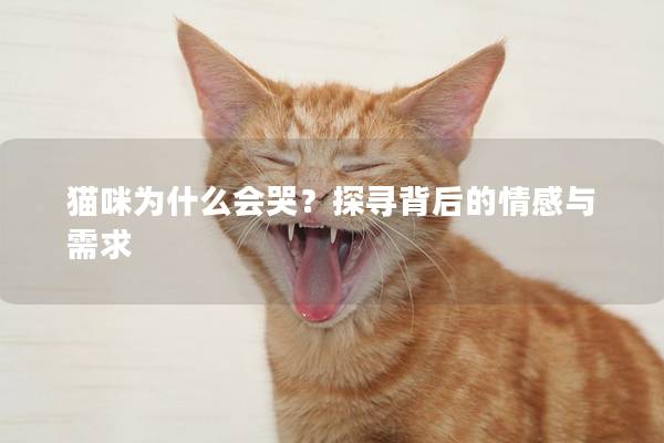 猫咪为什么会哭？探寻背后的情感与需求