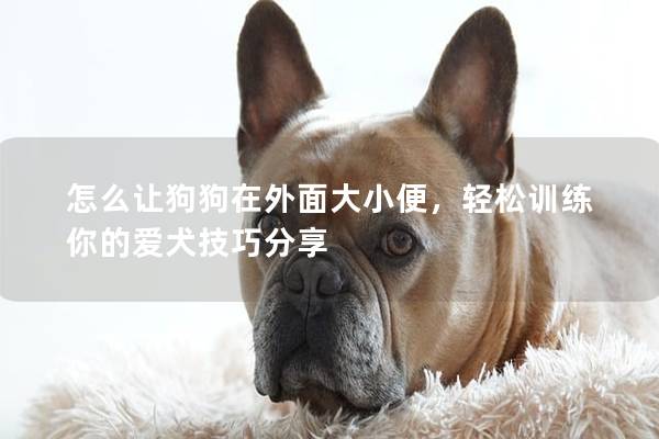 怎么让狗狗在外面大小便，轻松训练你的爱犬技巧分享