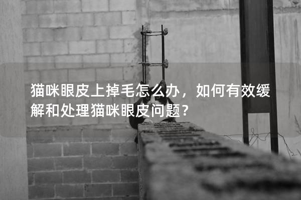 猫咪眼皮上掉毛怎么办，如何有效缓解和处理猫咪眼皮问题？
