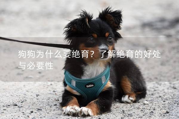 狗狗为什么要绝育？了解绝育的好处与必要性