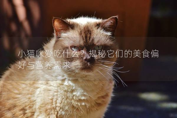 小猫咪爱吃什么？揭秘它们的美食偏好与营养需求
