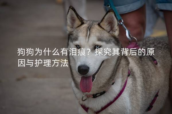 狗狗为什么有泪痕？探究其背后的原因与护理方法