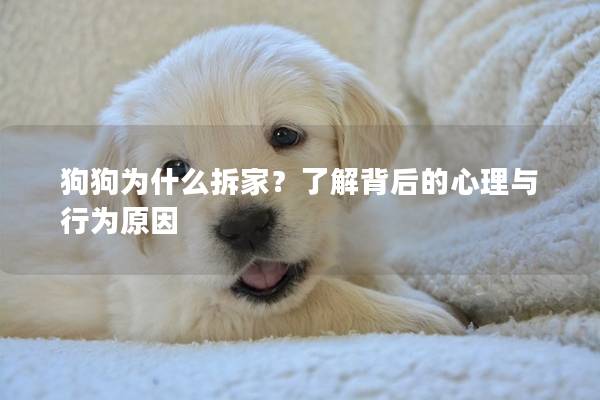 狗狗为什么拆家？了解背后的心理与行为原因