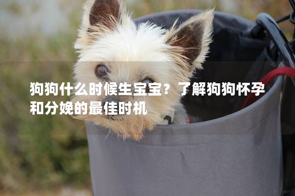 狗狗什么时候生宝宝？了解狗狗怀孕和分娩的最佳时机